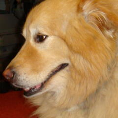 Profile picture for user Peter Warner